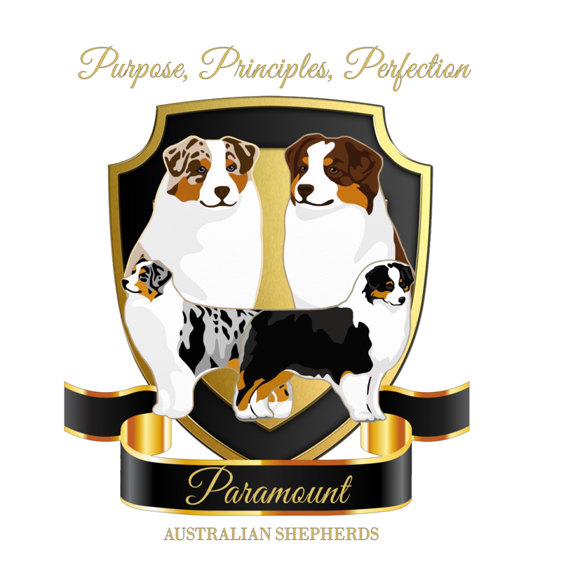 forræder farvel websted Quality Australian Shepherds in Virginia for Show or Pets